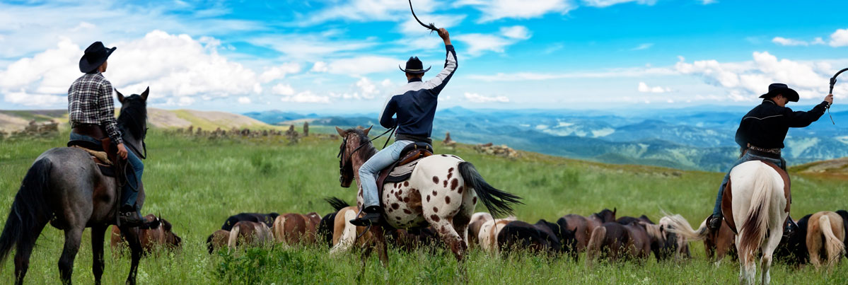 Three riders on horseback, wearing rand's hats while driving cattle