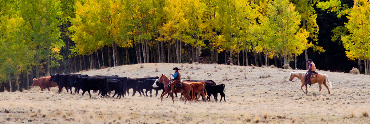 Two riders on horseback driving cattle while wearing rand's hats